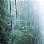 Crystal Shower Falls - Dorrigo National Park