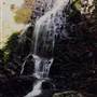 Dorrigo National Park
