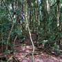 Dorrigo National Park