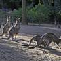 Shoalhaven Zoo