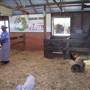 Calmsley Hill City Farm