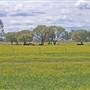 Meadows - Narrabri Area