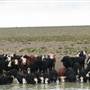 Hay Plains