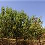 Hillside Orchard, Borenore