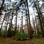 Jenolan State Forest - Ferns