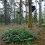 Jenolan State Forest - Ferns