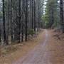 Jenolan State Forest