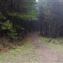 Jenolan State Forest
