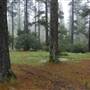 Jenolan State Forest