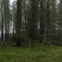 Jenolan State Forest