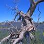 Lake Jindabyne