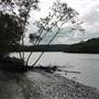 Lane Cove River