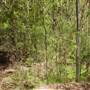 Lane Cove National Park