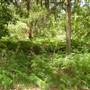 Lane Cove National Park
