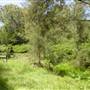 Lane Cove National Park
