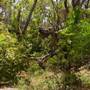 Lane Cove National Park
