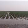 Hay Area Agriculture