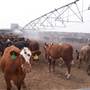 Hay Area Agriculture