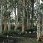 Myall Lakes National Park