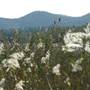 Myall Lakes National Park