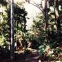 Sugar Creek trail - Wallingat National Park