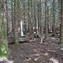The Firs Picnic Area - Stewarts Brook State Forest