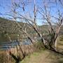 Wisemans Ferry