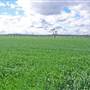 Wheat Crop near Merriwa