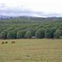 Lismore Area