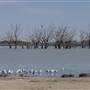Menindee