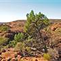Mutawintji (Mootwingee) National Park