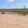 Menindee