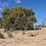 Menindee