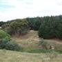 Macquarie Woods - Vittoria State Forest
