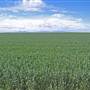 Narrabri