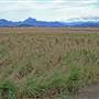 Murwillumbah