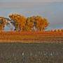 Mudgee Area Vineyards