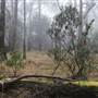 New England National Park