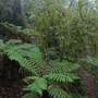 New England National Park