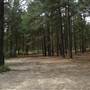 Newnes State Forest