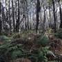 Pambula