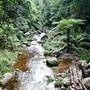 Minnamurra Falls