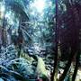Minyon Falls - Nightcap National Park