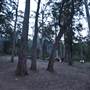 Murphy's Glen campground - Blue Mountains National Park