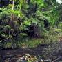 Promised Land Rainforest