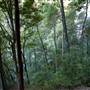 Jamison Valley Walk - Blue Mountains National Park