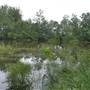 Navua Reserve - Grose River