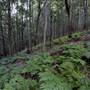 Royal National Park
