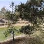 Wilcannia