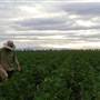 Wheat Crops - North West NSW